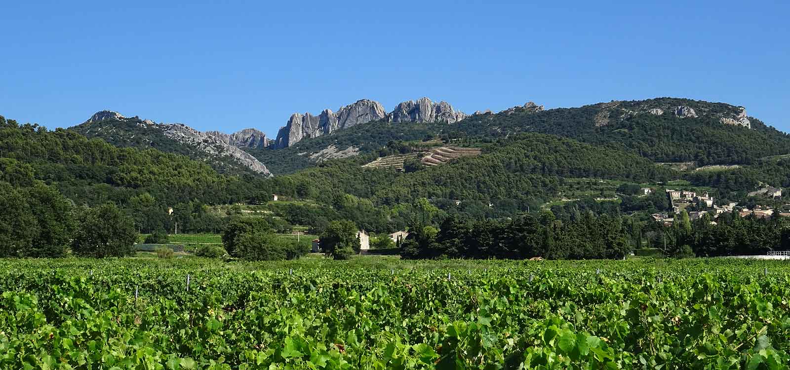 Mas des Kiwis en Provence